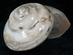 Giant Fossil Snail (Pleurotomaria) - Madagascar #13180-2